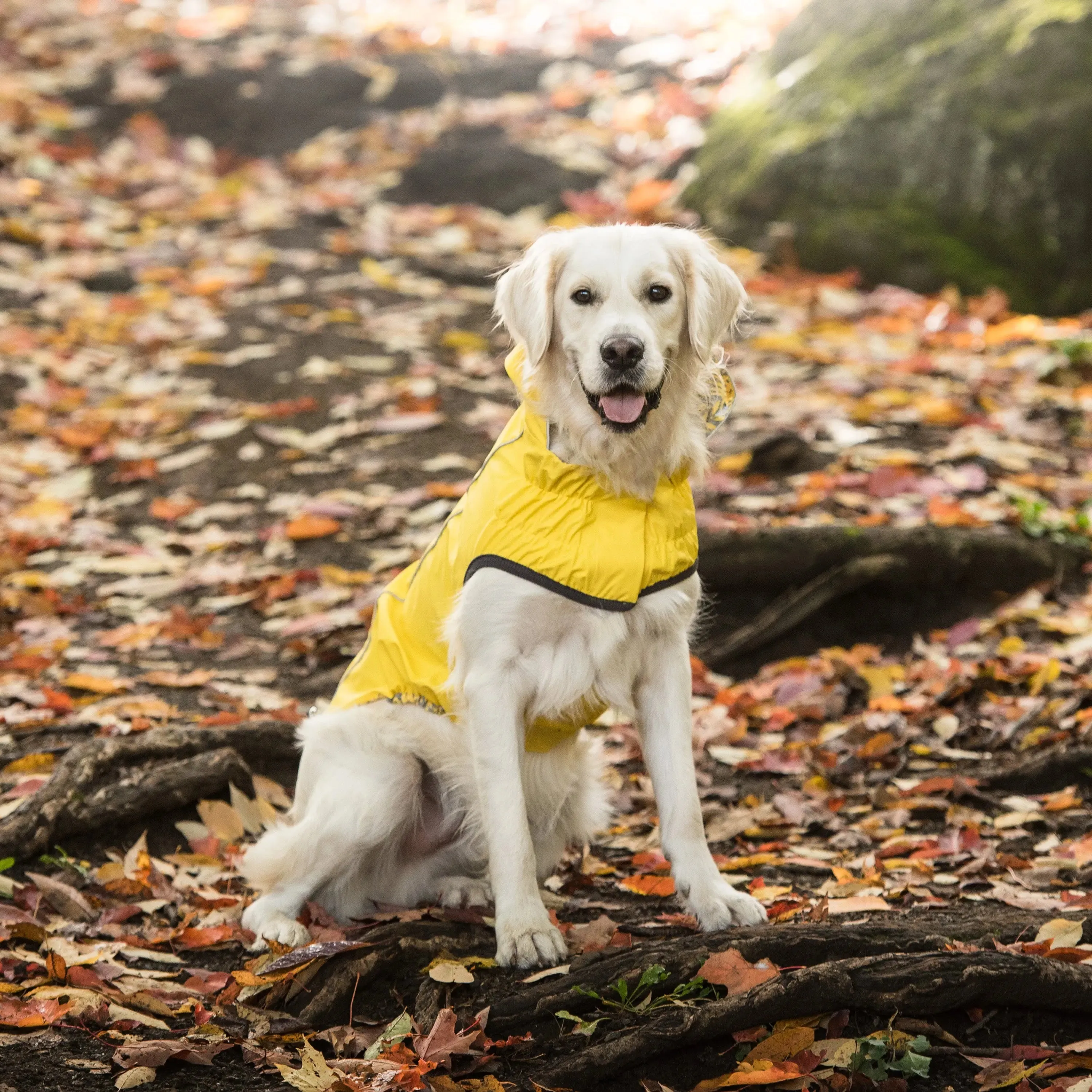 Reversible Dog Raincoat | Yellow Leaves